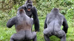 Tingkah para gorila tersebut menjadi perhatian para pengunjung Kebun Binatang Paignton, Devon (3/10/14). (Dailymail) 