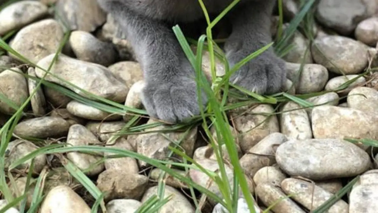 Kucing Busok/Kucing Raas