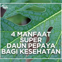Manfaat Super Daun Pepaya bagi Kesehatan