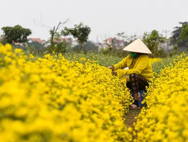 Seorang petani memanen bunga krisan di Provinsi Hung Yen, Vietnam, Selasa (21/12/2021). Krisan adalah sejenis tumbuhan berbunga yang sering ditanam sebagai tanaman hias pekarangan atau bunga petik. (Nhac NGUYEN/AFP)
