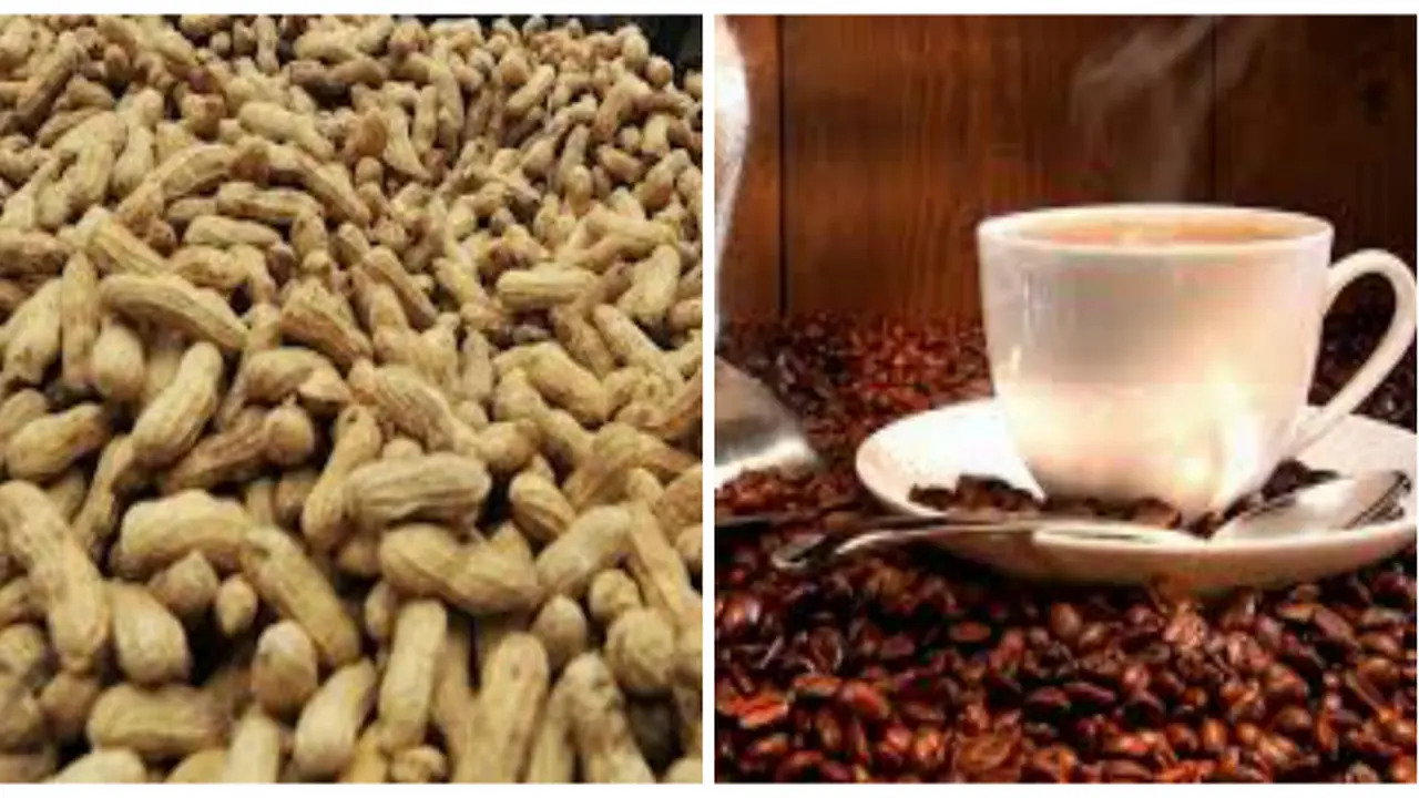 Kopi dan Kacang