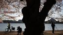Wisatawan menikmati pemandangan bunga sakura yang bermekaran di sekitar Tidal Basin, Washington, DC, Senin (1/4). Bunga sakura ini merupakan pemberikan Wali Kota Tokyo pada tahun 1912 yang merupakan hadiah sebagai bentuk persahabatan kedua negara. (Photo by MANDEL NGAN / AFP)