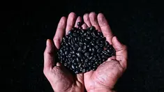 Seorang pria memeriksa biji kopi robusta, dipanggang menggunakan metode tradisional Aceh sebagai bagian dari sebuah usaha kecil, di Krueng Barona Jaya di provinsi Aceh (21/1/2022). (AFP/Chaideer Mahyuddin)