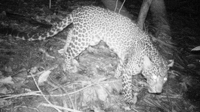 Macan tutul Jawa. (Foto: Liputan6.com/BKSDA Jateng/Muhamad Ridlo)