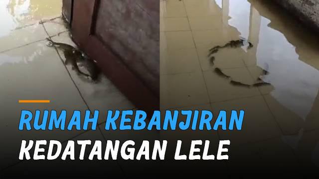 Sebuah rumah kebanjiran dan didatangi ikan lele .