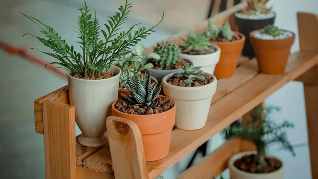 Tanaman Indoor dalam Pot Minimalis