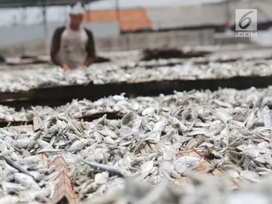 Ikan asin saat dijemur di Muara Angke, Jakarta, Rabu  (13/9). Produksi ikan asin yang merupakan salah satu usaha rumah tangga nelayan di daerah tersebut mengalami peningkatan hingga 50 persen saat musim kemarau. (Liputan6.com/Angga Yuniar)