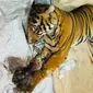 Harimau sumatra mati karena terjerat di kawasan konsesi PT Arara Abadi di Minas Barat, Kabupaten Siak. (Liputan6.com/M Syukur)