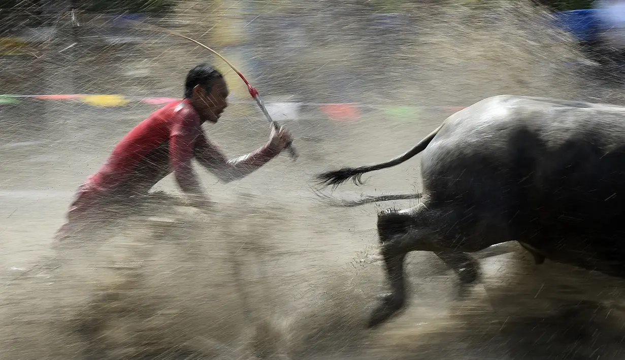 Seorang petani berusaha mengendalikan kerbaunya saat bersaing pada festival lomba balap kerbau di Chonburi, Minggu (16/7). Festival tahunan di Thailand ini merupakan tradisi untuk menyambut datangnya musim panen padi. (LILLIAN SUWANRUMPHA / AFP)