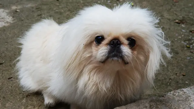 Pekingese