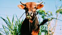 Ilustrasi sapi, kurban, Iduladha. (Photo by Azfan Nugi on Unsplash)