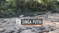 Pengunjung melihat seekor singa betina berjalan bersama anak-anaknya di Taman Nasional Kruger, Afrika Selatan. Menariknya, salah satu anak singa itu berwarna putih.