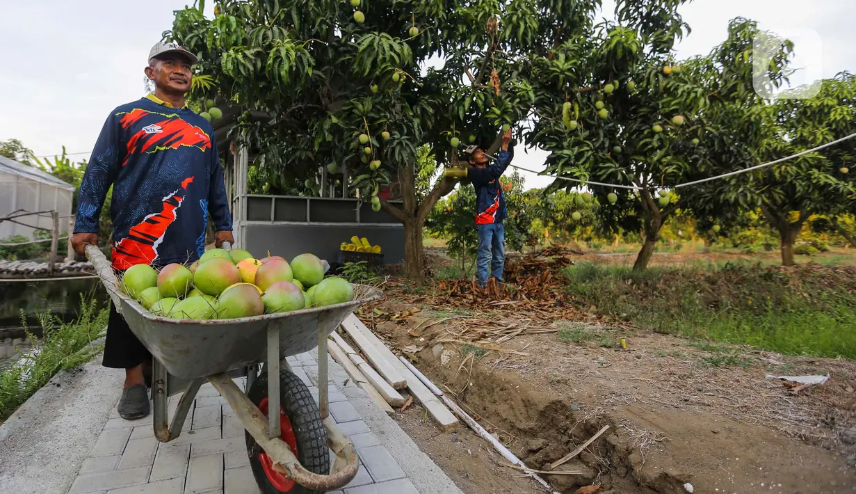 Hal tersebut bertujuan meningkatkan kesejahteraan para petani yang berada di wilayah penyangga PT Kilang Pertamina Internasional (KPI) Unit Balongan. (Liputan6.com/Angga Yuniar)