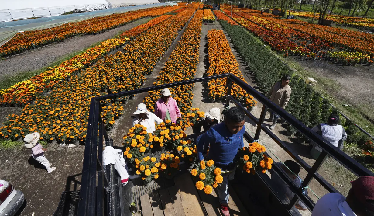 Pekerja memuat Marygold ke truk di Xochimilco, pinggiran Mexico City, Meksiko, 13 Oktober 2021. Di Meksiko, Marigold juga dikenal sebagai cempasúchil atau bunga kematian dan digunakan pada perayaan Day of the Dead atau Hari Kematian setiap 2 November. (AP Photo/Marco Ugarte)