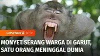 Ada seekor monyet ekor panjang yang menyerang warga yang tengah bersantai menunggu berbuka puasa di Garut, Jawa Barat. Seorang warga meninggal dunia dan dua lainnya menderita luka-luka karena cakaran dan gigitan monyet.