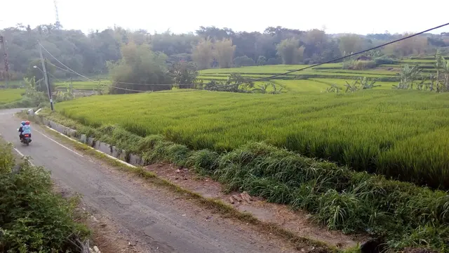 Petani dan Lahan Persawahan Makin Langka di Kota Malang
