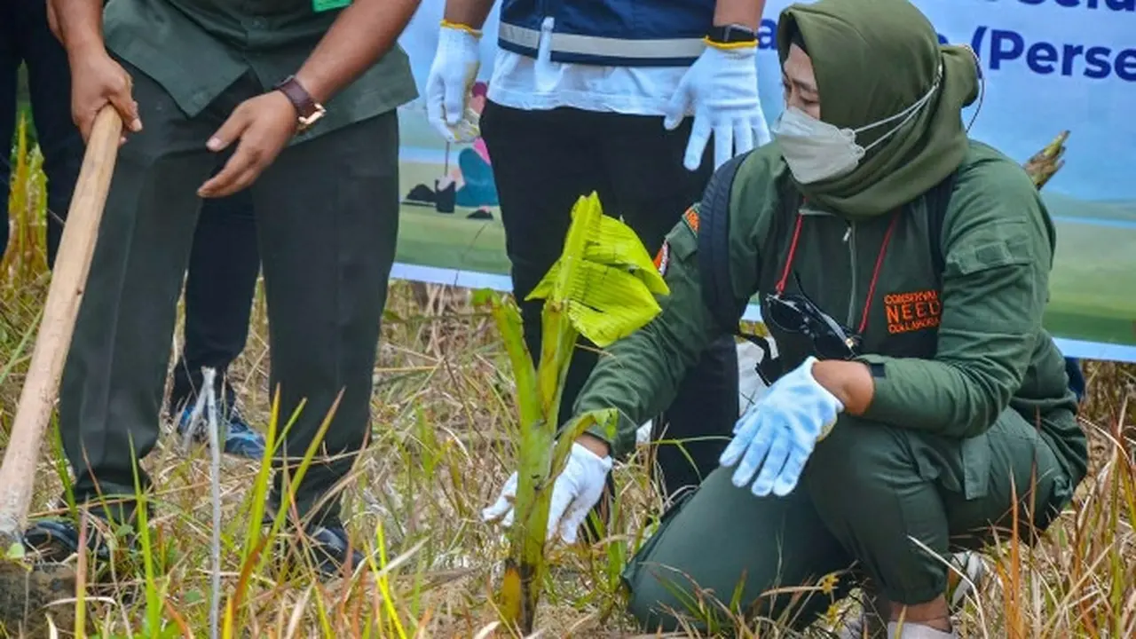 BBKSDA Riau menanam pohon pisang di sekitar Tol Pekanbaru-Dumai untuk cegah gajah masuk tol.