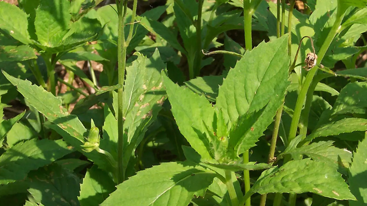 Daun Sintrong (Wikimedia Commons)