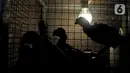 Ayam Cemani milik Safak (46) di peternakan rumahan kawasan Kedu, Kabupaten Temanggung, Jawa Tengah (27/2/2023). Menurut Safak, saat ini terdapat 48 peternak tergabung dalam paguyuban Cemani Makukuhan Mandiri sebagai bentuk kebersamaan dalam melestarikan ayam Cemani di Temanggung. (merdeka.com/Iqbal S Nugroho)