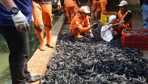 Gubernur DKI Jakarta Pramono Anung menyebutkan bahwa keberadaan ikan ini telah mencapai sekitar 60 persen dari populasi ikan di sungai-sungai Jakarta. Tampak dalam foto, Petugas Penanganan Prasarana dan Sarana Umum (PPSU) memasukkan ikan sapu-sapu ke dalam karung di kawasan Setu Babakan, Jakarta Selatan, Jumat (17/4/2026). (merdeka.com/Arie Basuki)