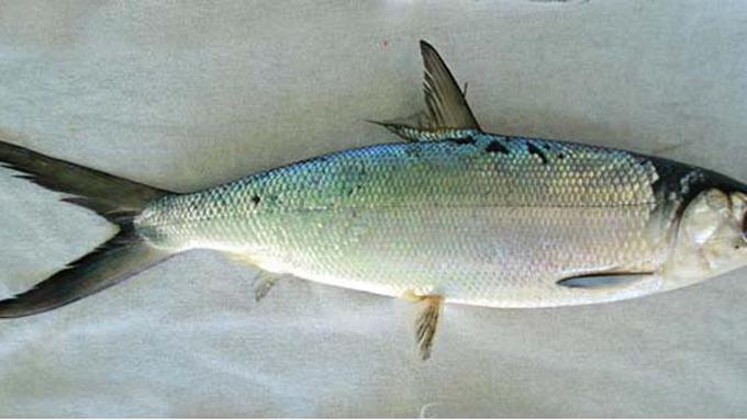 Gambar Ikan Air Tawar Beserta  Namanya  Gambar Ikan HD
