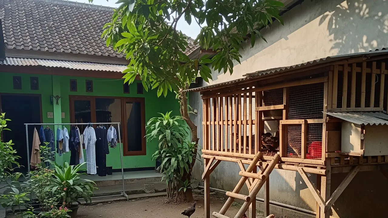 desain kandang ayam teduh cocok untuk iklim panas di desa