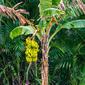 Pohon pisang (iStockphoto via Google Images)