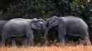 Dua gajah saat mencari makan di dekat pemukiman warga Desa Bahampur di kabupaten Nagaon, 155 km timur Guwahati, India (27/12). Fenomena ini diduga akibat kurangnya pohon untuk pangan para gajah dan habitat lainnya. (AFP Phoyo/Biju Boro)