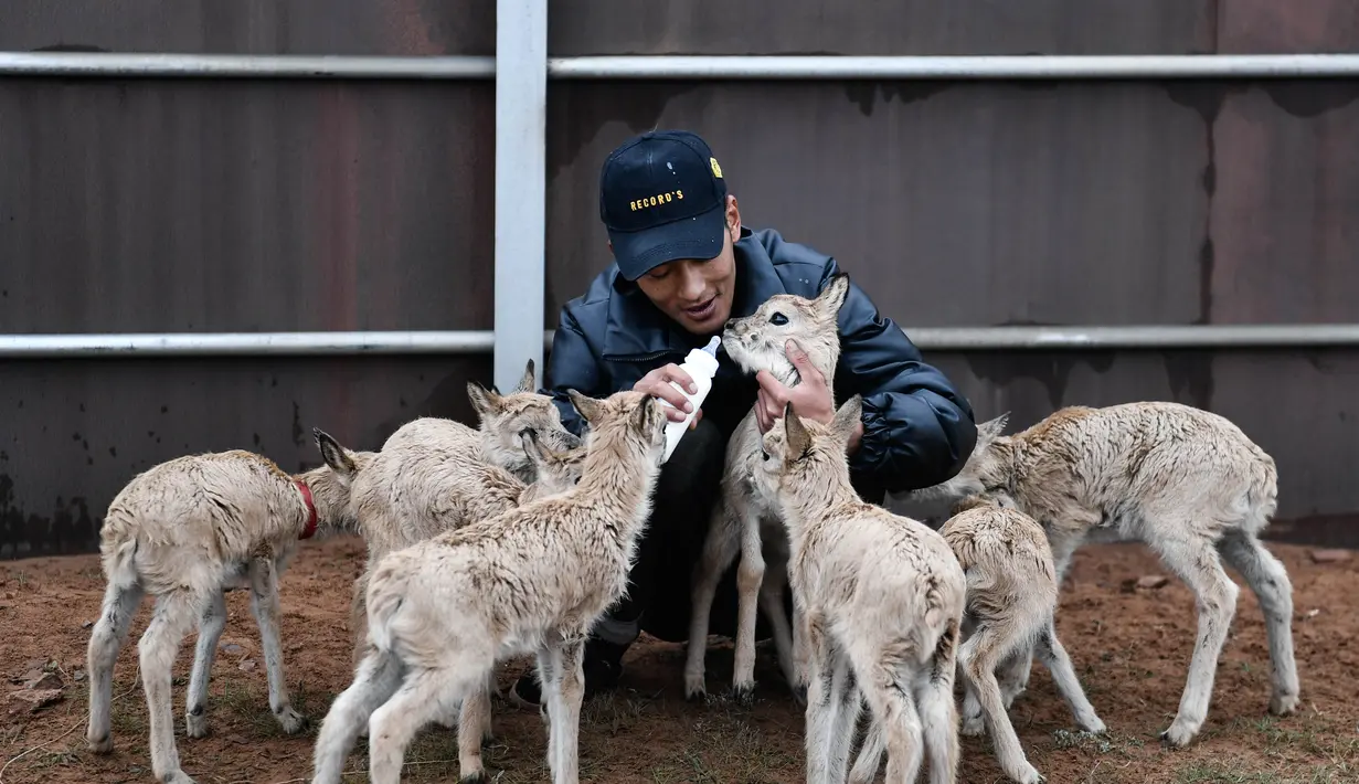 Seorang staf memberi makan bayi antelop Tibet di stasiun perlindungan Danau Zonag di Hoh Xil, Provinsi Qinghai, China (16/7/2020). Petugas patroli berhasil menyelamatkan 11 ekor bayi antelop Tibet di cagar alam nasional Hoh Xil pada tahun ini. (Xinhua/Xue Yubin)