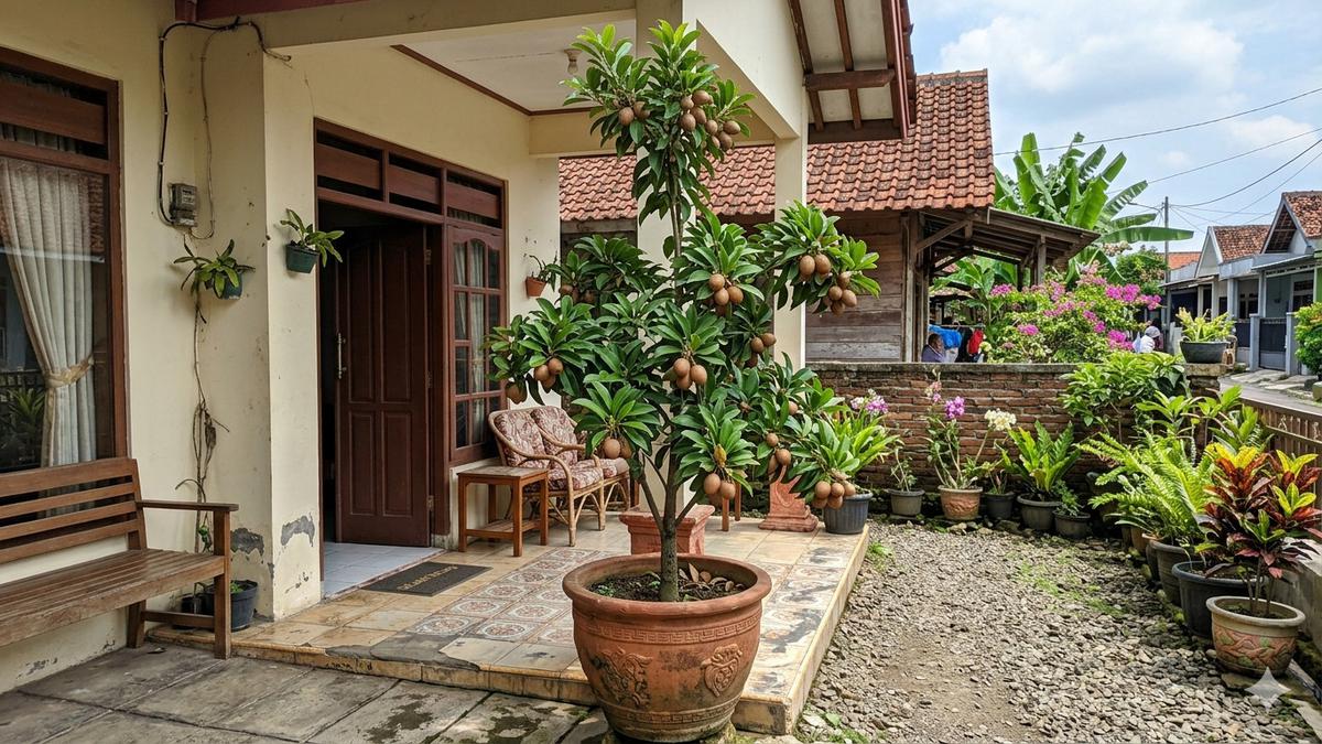 Rekomendasi Pohon Buah Berakar Pendek untuk Pot yang Cocok di Halaman Sempit