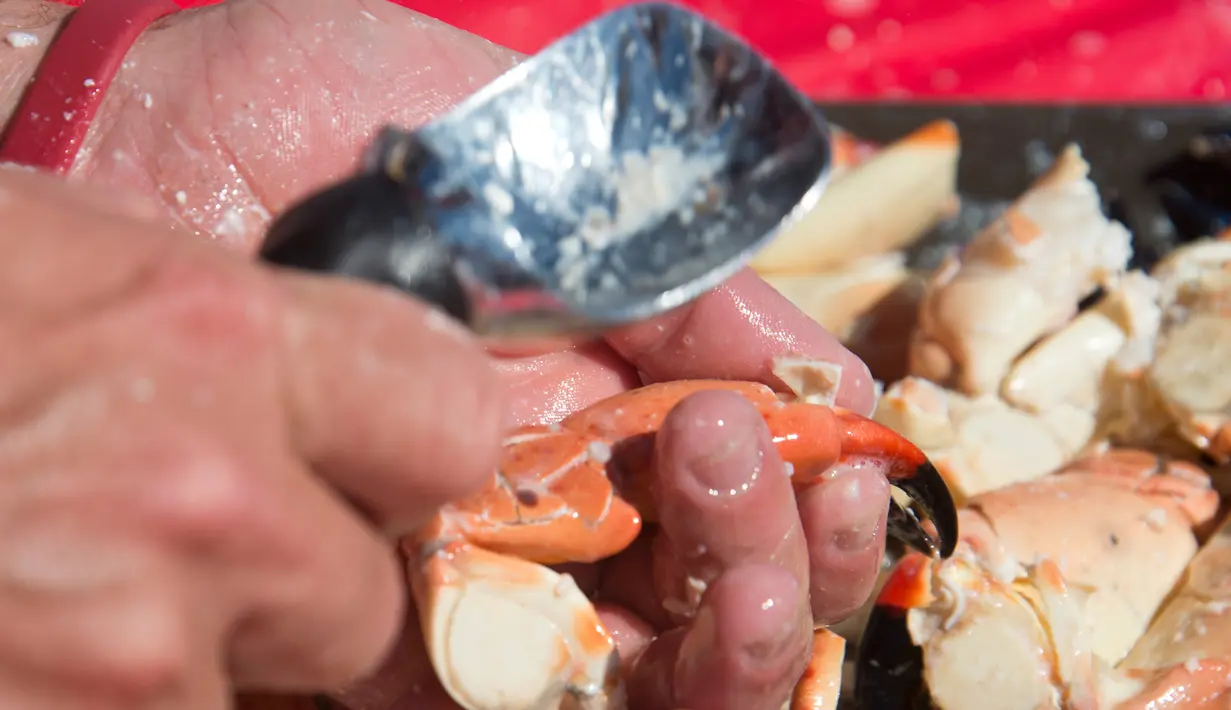 Peserta menggunakan scoop es krim memecahkan cangkang kepiting dalam kontes Key Fisheries Stone Crab Eating di Marathon, Sabtu (10/11). Mereka beradu cepat memecahkan cangkang 25 kepiting dan memakan dagingnya. (Andy Newman/Florida Keys News Bureau/AFP)