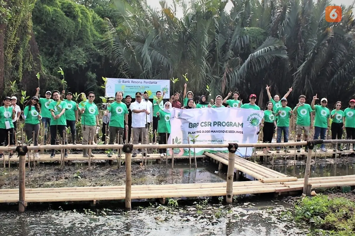 Bibit Mangrove