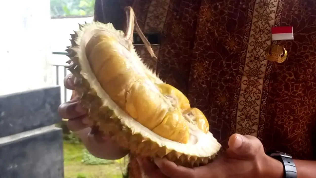 Penampakan durian Sirouf, jawara kontes durian asal Dusun Ndirun, Banjarnegara. (Foto: Liputan6.com/Muhamad Ridlo)