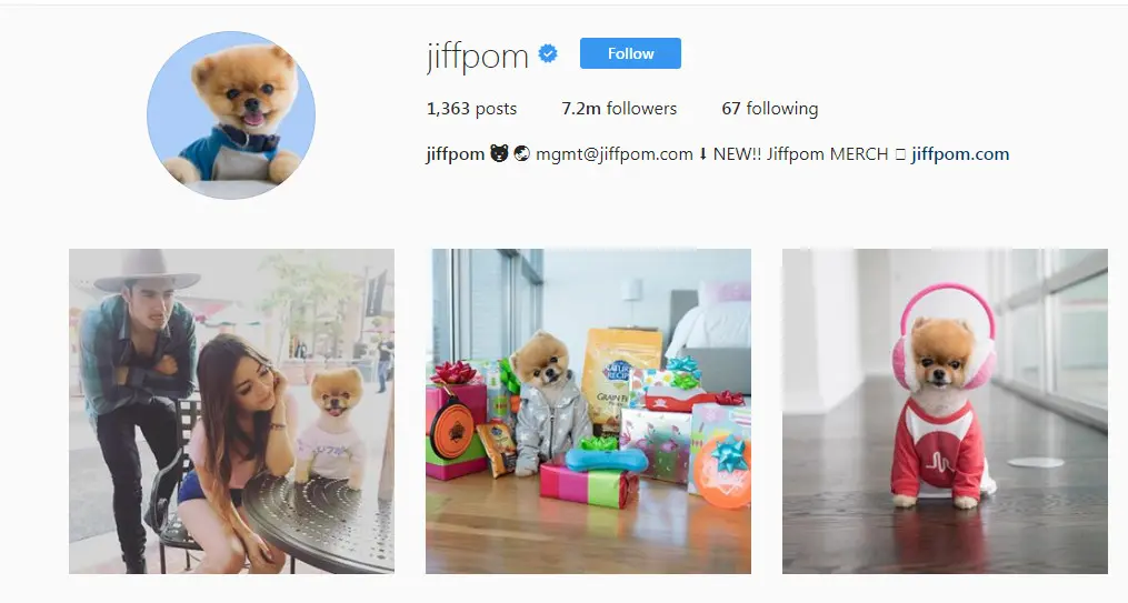 Akun Instagram Jiffpom, binatang dengan follower paling banyak di Instagram (Foto: Instagram @jiffpom)