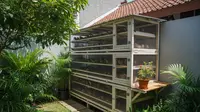 9 Ide Kandang Puyuh Mini di Rumah Rapat, Desain Efisien dan Tetap Rapi