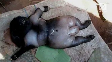 Video anak kambing berwajah manusia Hari Ini - Video Terbaru ...