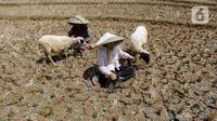 Penggembala kambing beristirahat di sawah yang kering akibat kemarau di kawasan Sirnajati, Cibarusah, Bekasi, Jawa Barat, Senin (21/8/2023). Badan Meteorologi, Klimatologi, dan Geofisika (BMKG) memperingatkan, musim kemarau tahun ini akan lebih kering dibandingkan tahun 2020, 2021, dan 2022. (merdeka.com/Arie Basuki)