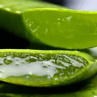 Ilustrasi lidah buaya (dok. Pixabay.com)