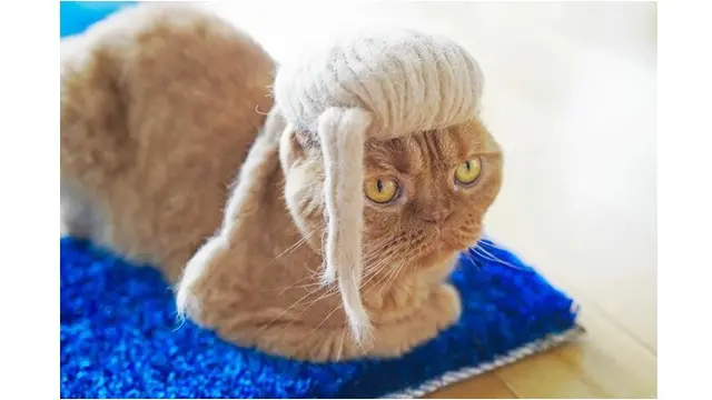 6 Potret Kucing Pakai Topi Bergaya Rambut Anime, Gokil Banget