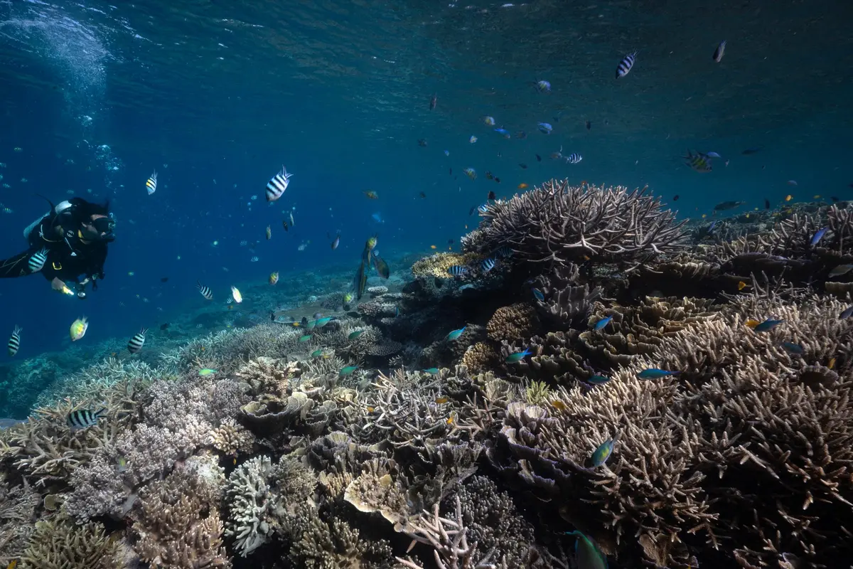 Keindahan Bawah Laut Raja Ampat