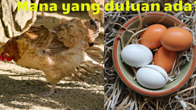 Mana Yang Duluan Ayam Atau Telur Ini Jawabannya Citizen6