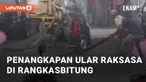 Peristiwa penangkapan ular terjadi di Jalan Hardiwinangun, Rangkasbitung,  Sabtu (2/3/2024). Warga sekitar berhasil menangkap ular berukuran jumbo