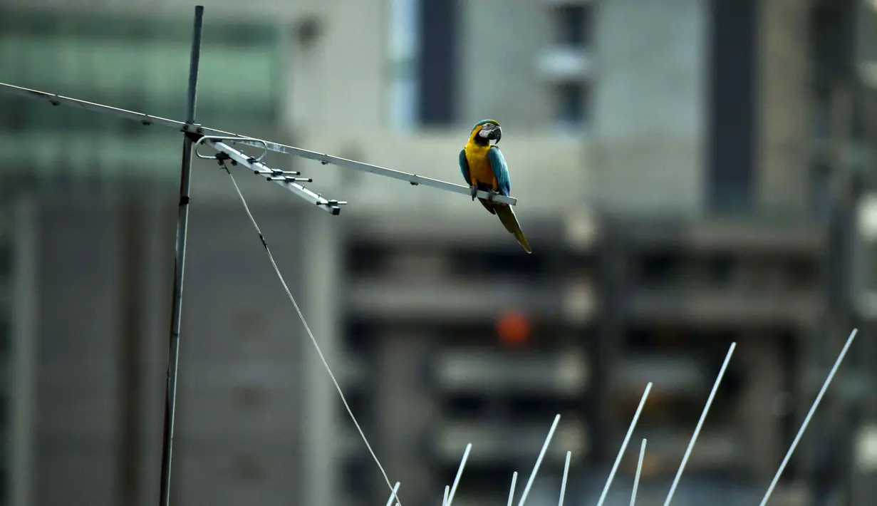Burung macaw (sejenis beo) terlihat di atap sebuah gedung apartemen di Caracas pada 18 November 2018. Setiap sore, puluhan macaw liar berwarna-warni berduyun-duyun ke balkon dan teras tempat warga menaruh makanan untuk mereka. (YURI CORTEZ/AFP)