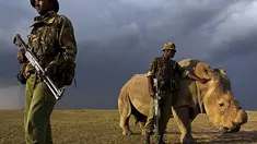 Sebagai satu-satunya badak putih utara jantan yang tersisa, Sudan mendapatkan perlindungan dari para tentara 24 jam non stop di Kenya.