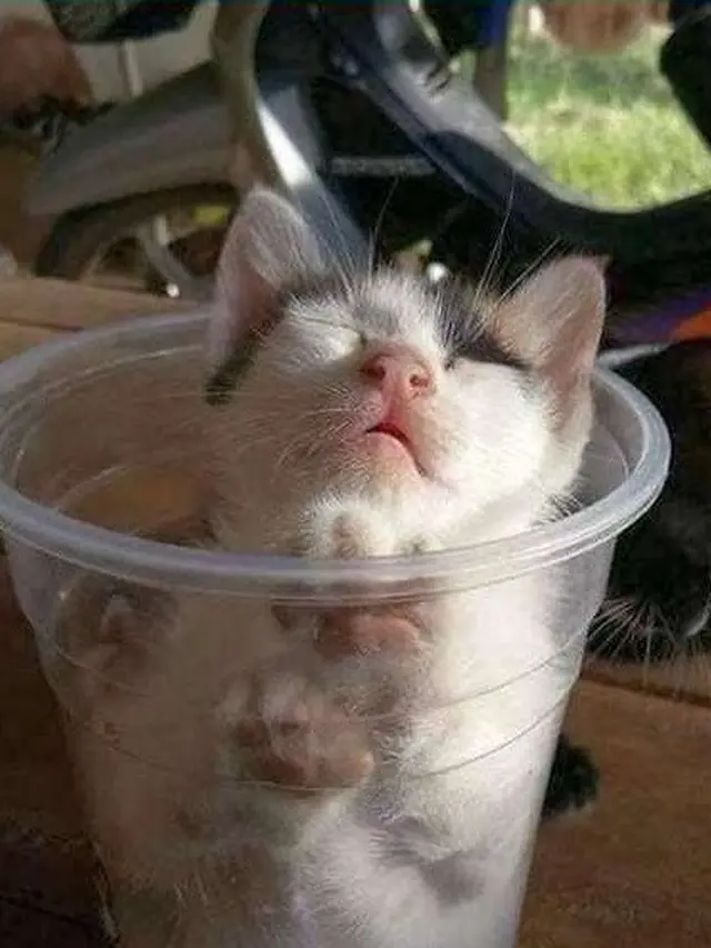6 Aksi Kucing Masuk ke Dalam Gelas Ini Banyak Tingkah, Ada-Ada Saja