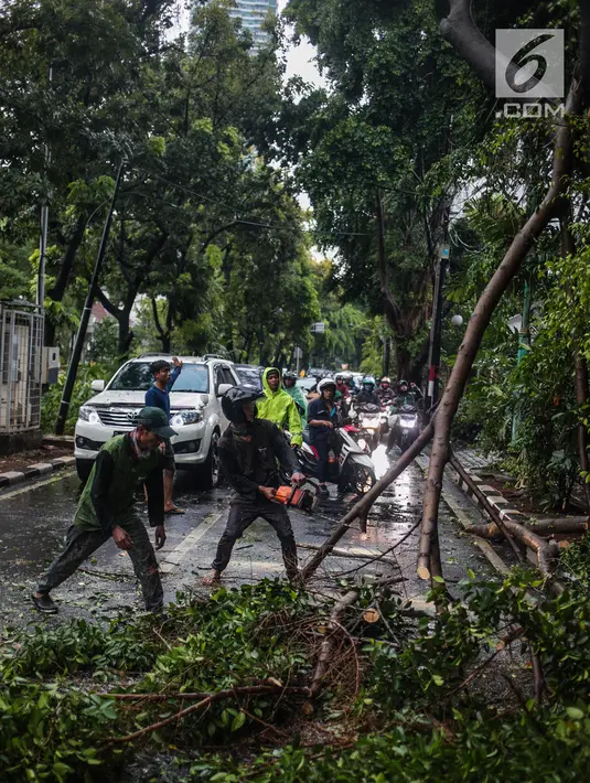 Petugas Dinas Kebersihan dan Pertamanan memotong pohon yang tumbang akibat hujan deras di kawasan jalan Sutan Syahrir, Jakarta, Kamis (22/11). Tumbangnya pohon tersebut disebabkan hujan deras yang melanda Jakarta siang tadi. (Liputan6.com/Faizal Fanani)