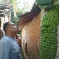 Dengan jumlah yang diperkirakan mencapai seribu buah pisang, panjang tandan pisang menjuntai hingga 2 meter. (Liputan6.com/Panji Prayitno)