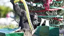 Seekor simpanse membuka hadiah Natal saat acara 'Christmas with the Chimps' di Lion Country Safari, Florida (22/12). Acara ini sudah menjadi tradisi di kebun binatang tersebut selama 20 tahun. (AFP PHOTO/Rhona Wise)