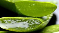Ilustrasi lidah buaya (dok. Pixabay.com)