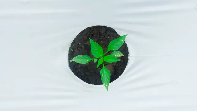 Cabe